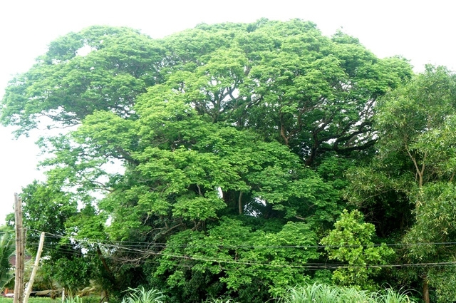 Trên đọt sưa, những búp non mới hình thành, chuẩn bị một đợt nở hoa mới