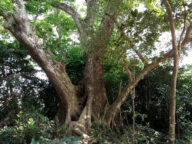 Gốc sưa khủng với 3 nhánh