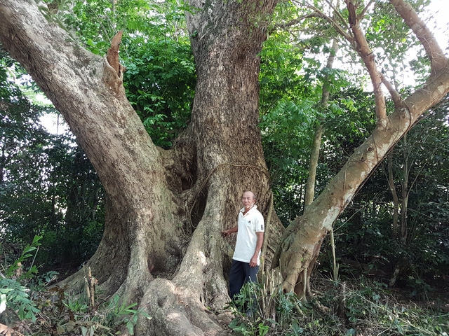 Ông Ba bên cây sưa khủng của gia đình