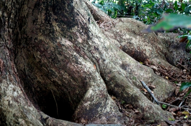 Hình thù gốc cây sưa tạo nhiều hang hốc rất ấn tượng
