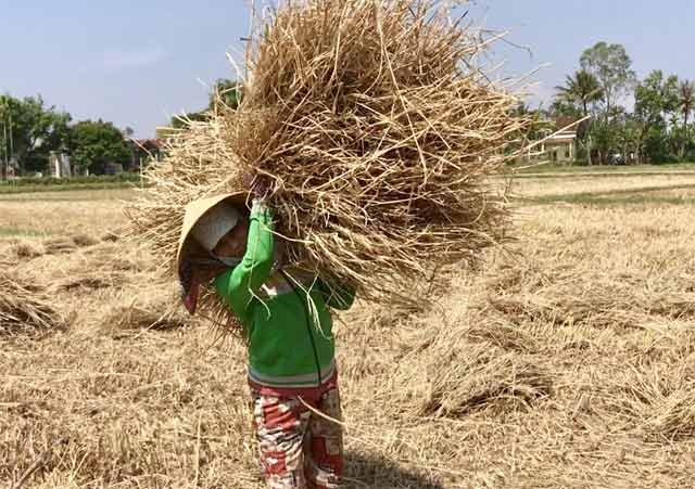 Quảng Ngãi: Nhiều người tranh mua, rơm 