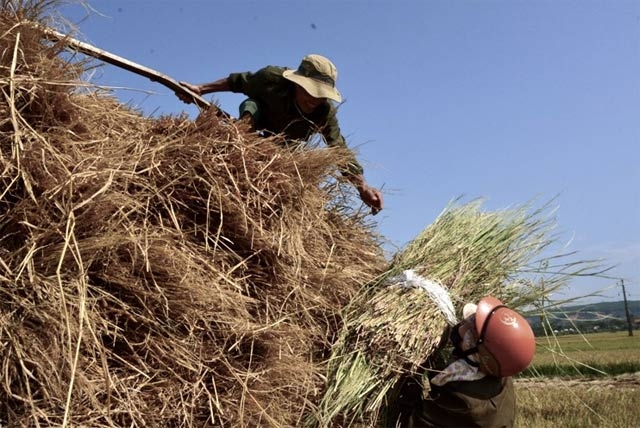 Quảng Ngãi: Nhiều người tranh mua, rơm 