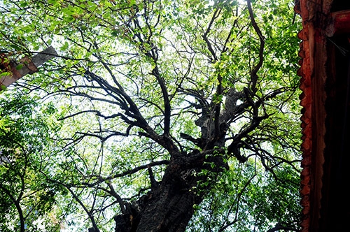 ky la cay thi gan 600 tuoi phat ra tieng dong luc nua dem hinh anh 3