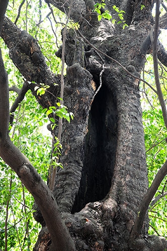 ky la cay thi gan 600 tuoi phat ra tieng dong luc nua dem hinh anh 4