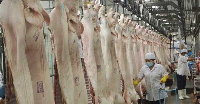 Thịt heo dư thừa, sao không xuất khẩu được?