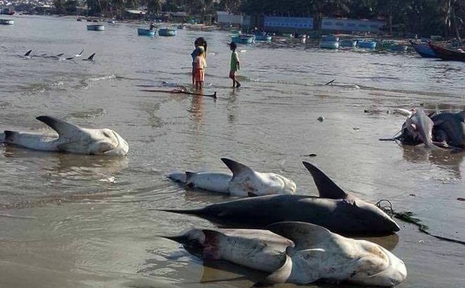 Bình Thuận nói về tin cá mập chết trắng biển Mũi Né Bình Thuận nói về tin cá mập chết trắng biển Mũi Né