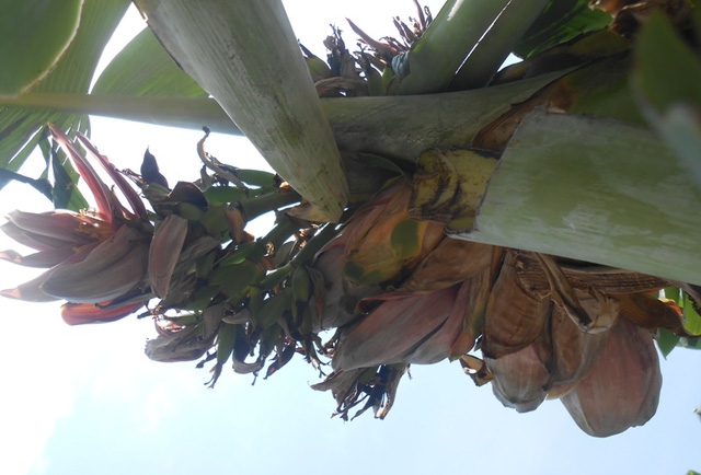  Người dân cho rằng đây là hiện tượng lạ họ chưa từng thấy từ trước đến nay 