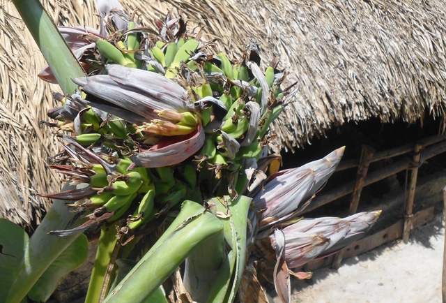  Nhiều hoa chuối đã trổ buồng. 