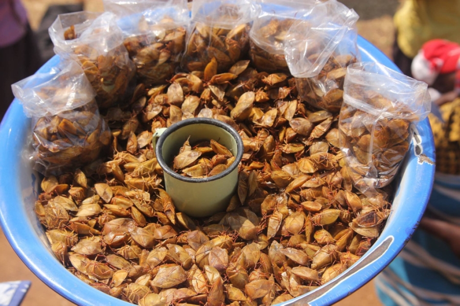 Nhung dac san ky di tren the gioi hinh anh 10