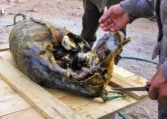 Nhung dac san ky di tren the gioi hinh anh 15