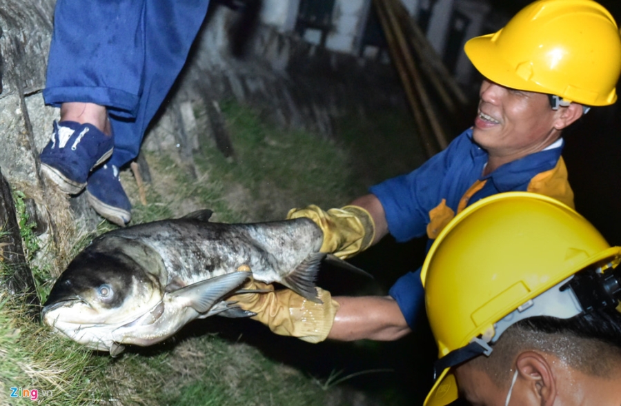 Trang dem vot ca chet o ho Hoang Cau hinh anh 8