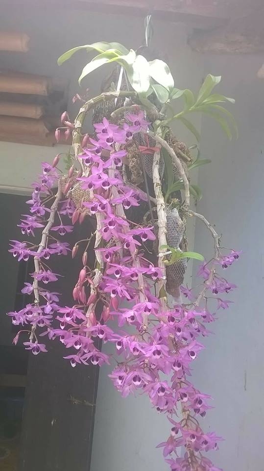 Giận chồng mê hoa hơn vợ, cô gái ghen tức vặt trụi chậu phong lan xinh đẹp của chồng - Ảnh 2. Giận chồng mê hoa hơn vợ, cô gái ghen tức vặt trụi chậu phong lan xinh đẹp của chồng - Ảnh 2.