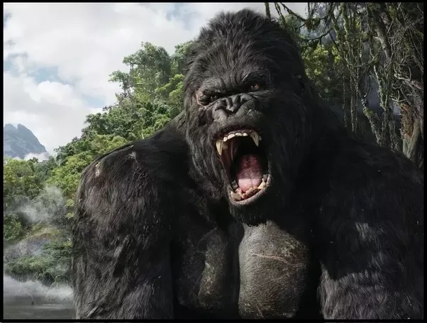 Xảy ra mâu thuẫn, gorilla lao vào nhau như 2 đấu sĩ MMA thực thụ - Ảnh 1.