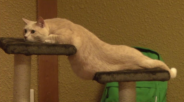 Cô giáo cho bé điểm 0 vì vẽ mèo như rắn nhưng bất ngờ khi nhìn bức tranh thực tế - Ảnh 6.