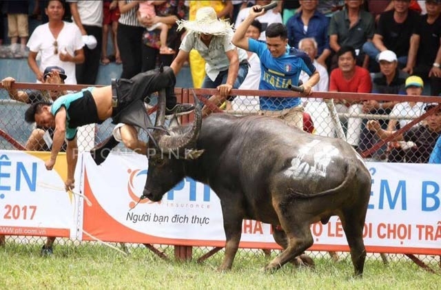 bat mi cac chieu tro “kich thich” trau choi truoc khi vao soi hinh anh 2