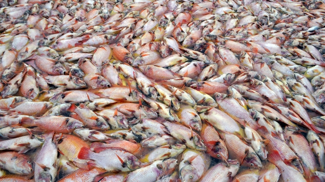 Cá chết trắng bè tại Đà Nẵng, người nuôi choáng váng