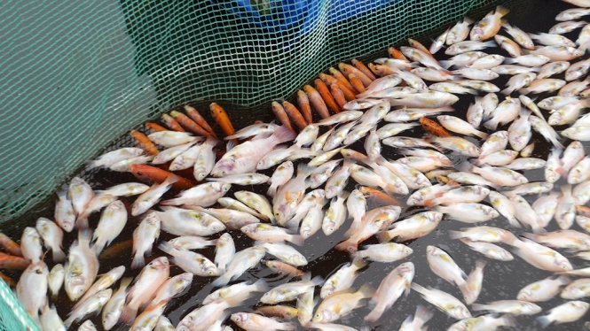 Cá chết trắng bè tại Đà Nẵng, người nuôi choáng váng