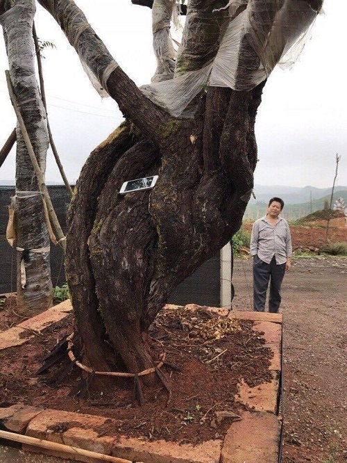 hoa hồng, vườn hồng, hồng cổ, trồng hoa hồng