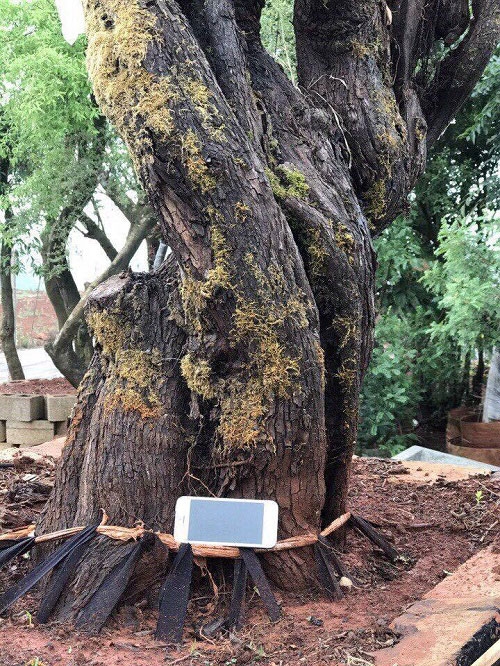 hoa hồng, vườn hồng, hồng cổ, trồng hoa hồng