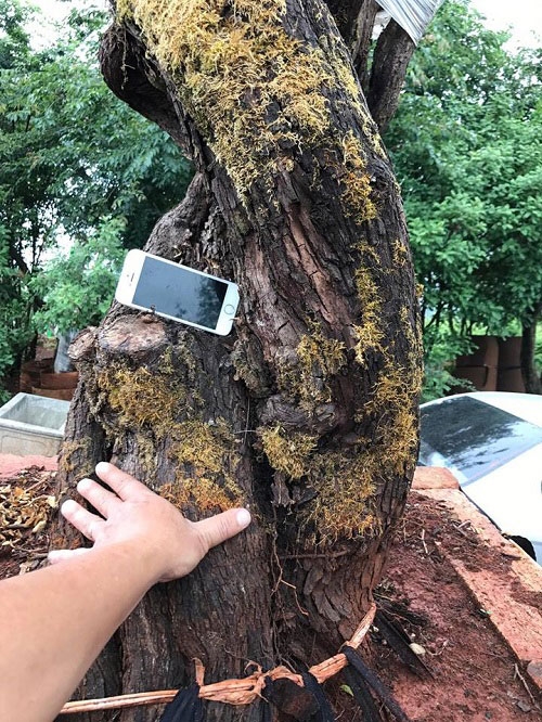 hoa hồng, vườn hồng, hồng cổ, trồng hoa hồng