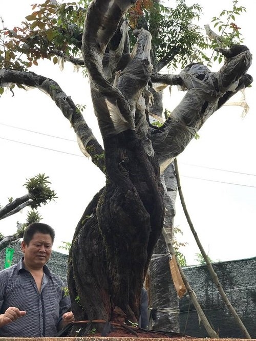 hoa hồng, vườn hồng, hồng cổ, trồng hoa hồng