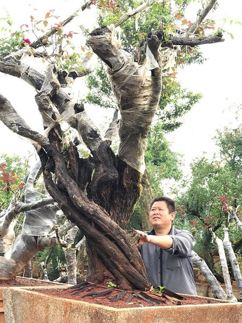 hoa hồng, vườn hồng, hồng cổ, trồng hoa hồng