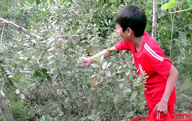 dỏ xo len rùng hái sim, dút túi 700.000 dong/ngay hinh anh 2