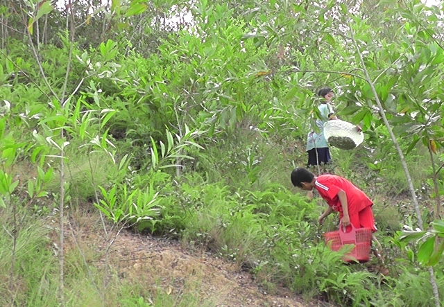 dỏ xo len rùng hái sim, dút túi 700.000 dong/ngay hinh anh 3