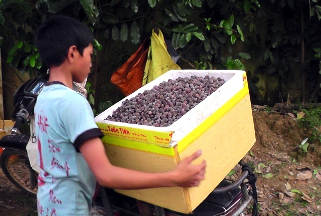 dỏ xo len rùng hái sim, dút túi 700.000 dong/ngay hinh anh 4