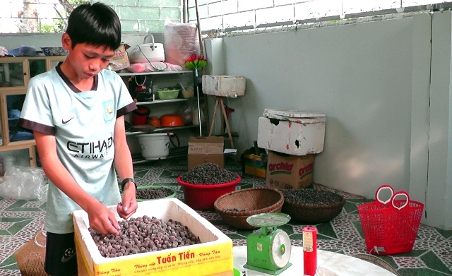 dỏ xo len rùng hái sim, dút túi 700.000 dong/ngay hinh anh 5