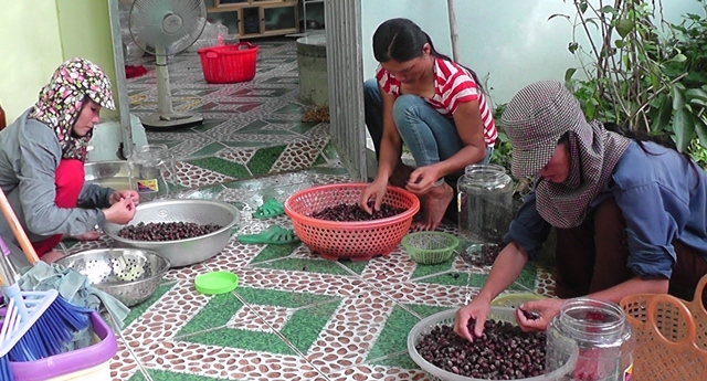 dỏ xo len rùng hái sim, dút túi 700.000 dong/ngay hinh anh 6