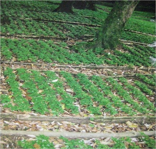 Sâm Ngọc Linh, sâm Việt Nam, sâm quý, nhân sâm, sâm giả