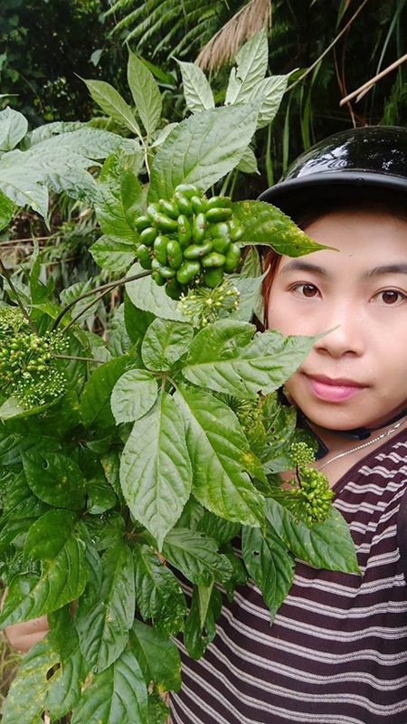 Sâm Ngọc Linh, sâm Việt Nam, sâm quý, nhân sâm, sâm giả