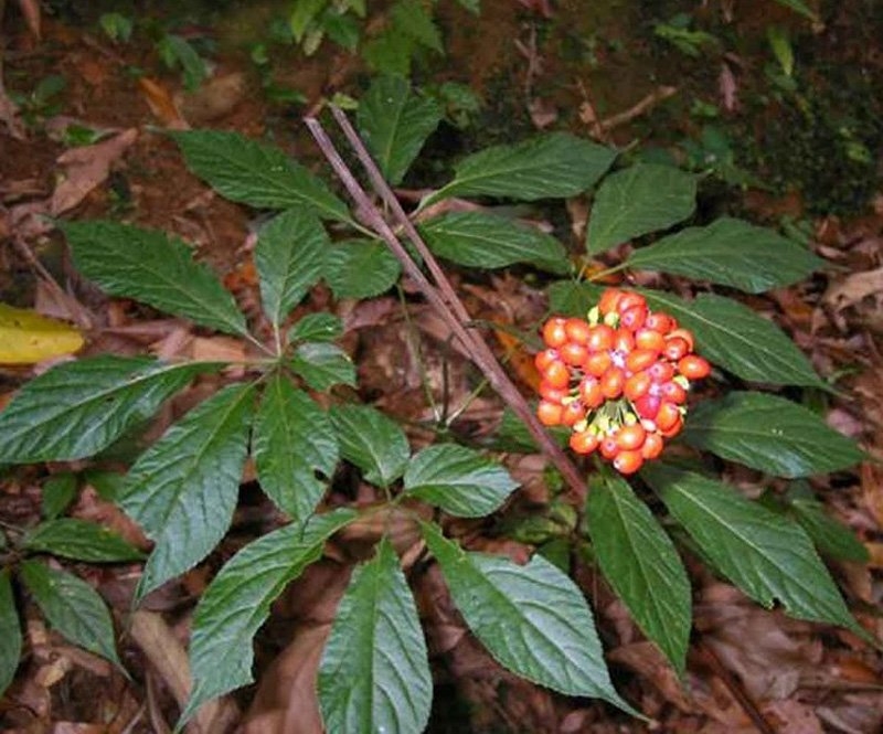 Sâm Ngọc Linh, sâm Việt Nam, sâm quý, nhân sâm, sâm giả