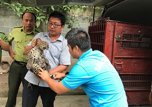Vườn thú ở Củ Chi nuôi nhốt trái phép 3 con báo - ảnh 2