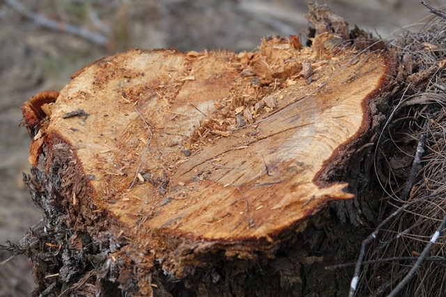 quang ngai: pha rung duong chan song de lam du an trong rau sach hinh anh 2