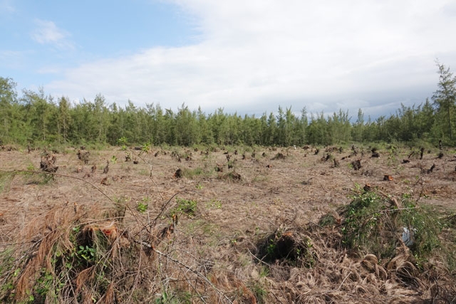 quang ngai: pha rung duong chan song de lam du an trong rau sach hinh anh 4