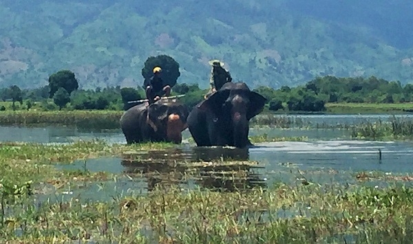 voi mang bầu, Đắk Lắk, voi rừng