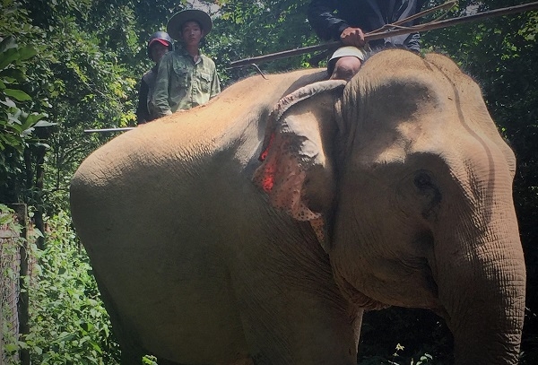 voi mang bầu, Đắk Lắk, voi rừng