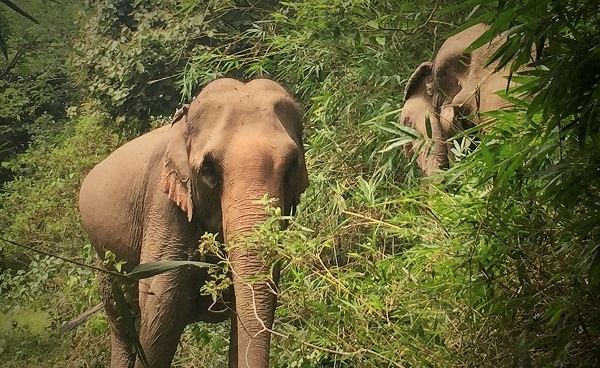 voi mang bầu, Đắk Lắk, voi rừng