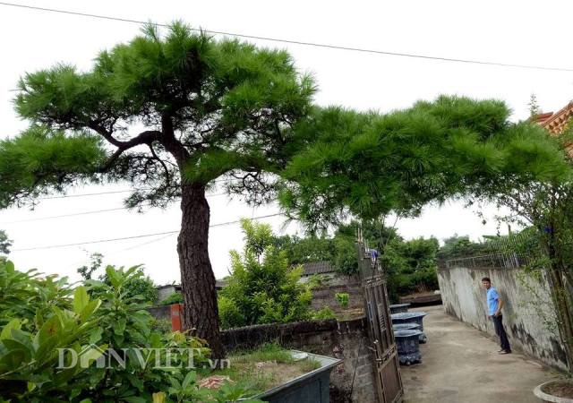 van tung con son kiep bac 200 nam tuoi gia 100 nghin do dep co nao? hinh anh 2