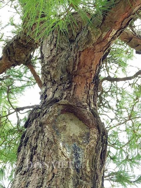 van tung con son kiep bac 200 nam tuoi gia 100 nghin do dep co nao? hinh anh 3