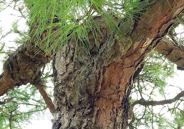 van tung con son kiep bac 200 nam tuoi gia 100 nghin do dep co nao? hinh anh 4