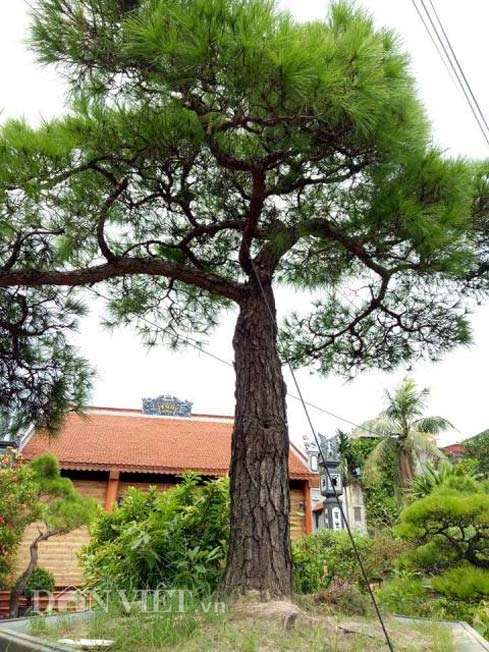 van tung con son kiep bac 200 nam tuoi gia 100 nghin do dep co nao? hinh anh 5