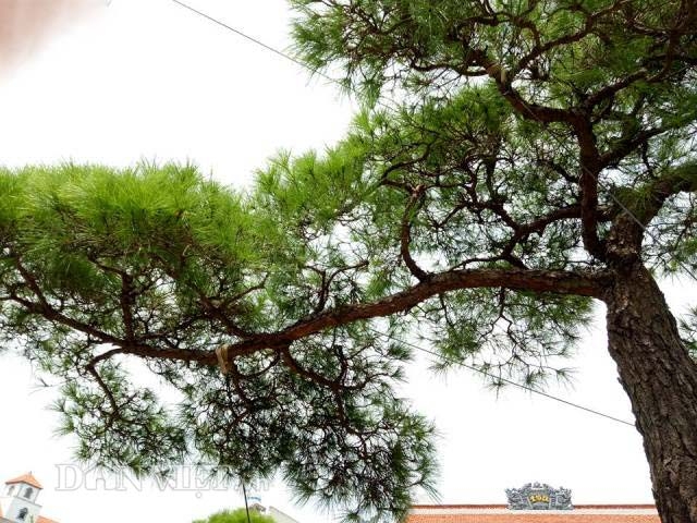 van tung con son kiep bac 200 nam tuoi gia 100 nghin do dep co nao? hinh anh 6