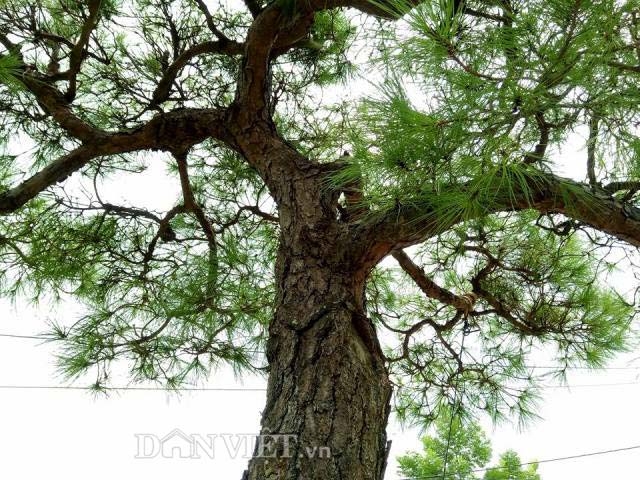 van tung con son kiep bac 200 nam tuoi gia 100 nghin do dep co nao? hinh anh 7