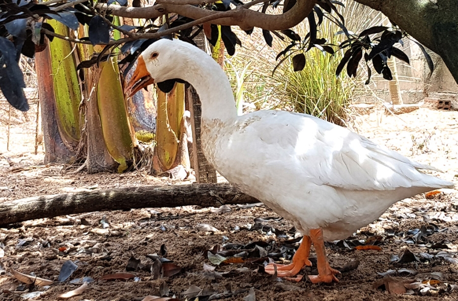 Ben trong cong ty sang chiet lam ro ri khi amoniac o Sai Gon hinh anh 11