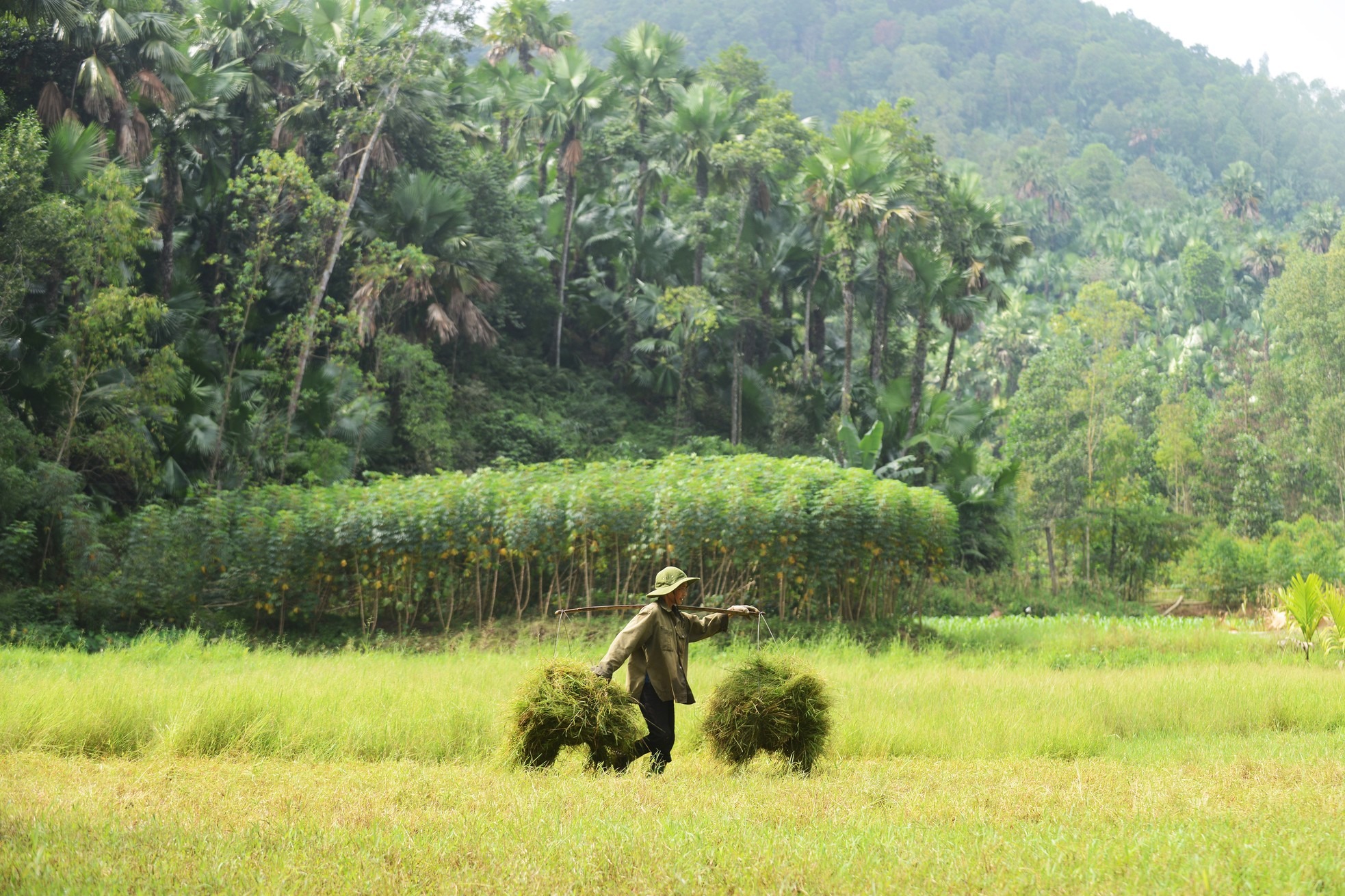 Quảng Yên vẫn là vùng đất thuần nông, con người hiền hậu, cảnh sắc yên bình. Trong ảnh, một nông dân Quảng Yên đang gánh lúa trên cánh đồng đang vụ gặt, phía sau là những tán cọ với hình dáng đặc trưng có thể dễ dàng nhận biết từ xa.