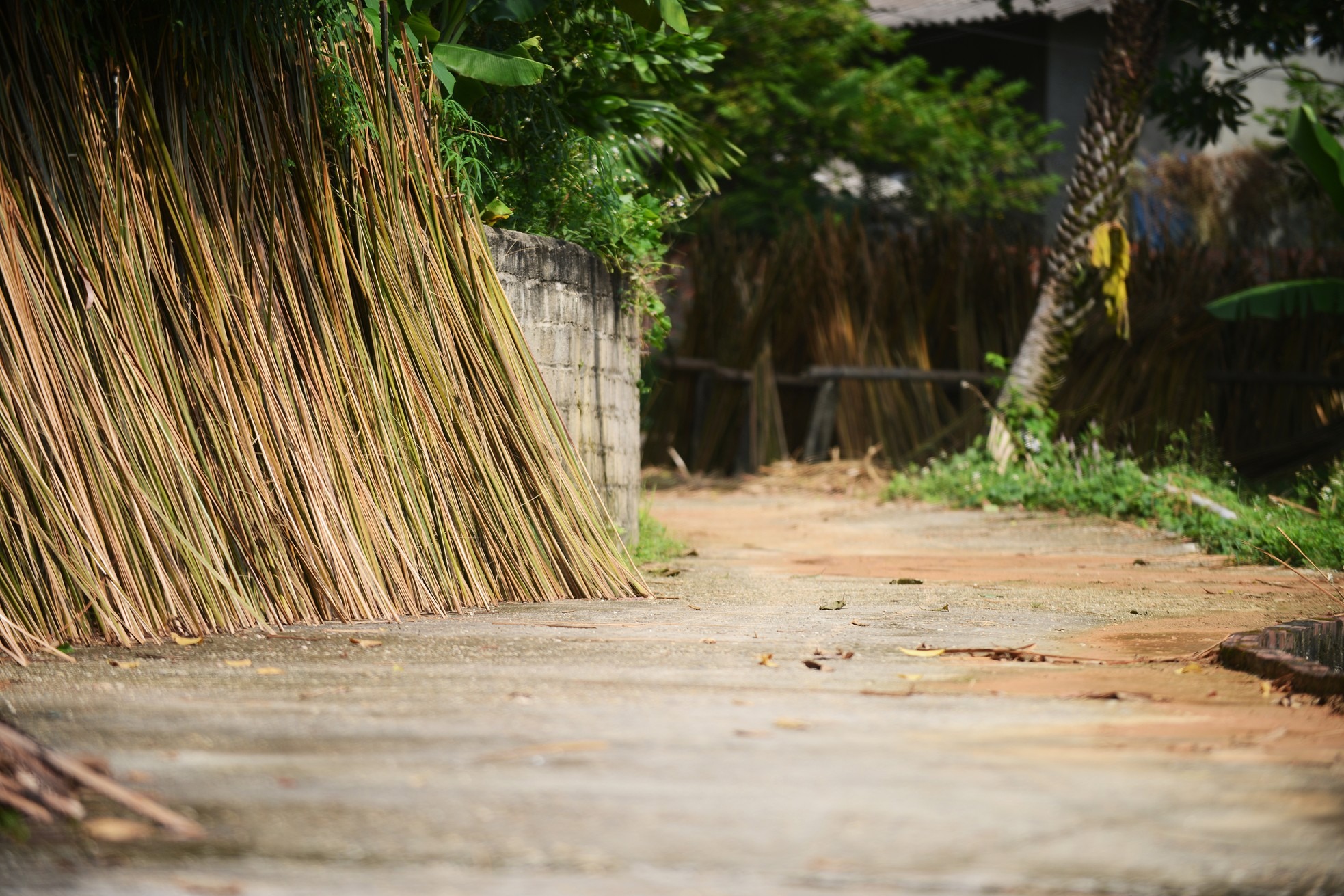 Đi trên các ngả đường làng ở Quảng Yên, dễ dàng bắt gặp cảnh phơi cành cọ (cẵng lá). Nhiều hộ gia đình ở Quảng Yên còn duy trì nghề làm các sản phẩm từ cọ như chổi cọ, mành cọ, vật liệu lợp mái nhà...