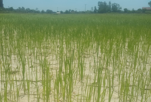 23.000 ha lúa ở Nghệ An thiếu nước 23.000 ha lúa ở Nghệ An thiếu nước